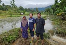 Duka Petani Korban Bencana di Limapuluh Kota, Panen Padi Seminggu Lagi Tinggal Mimpi