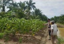 Dukung Program Ketahanan Pangan Nasional, Bhabinkamtibmas Polsek Sinaboi Turun Langsung Monitoring Lahan Ke Wilayah Binaan